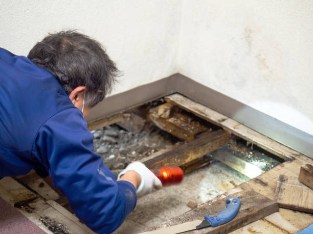 Reliable Prince George, VA Mold Removal Solutions
