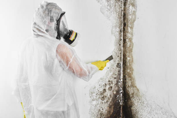 Best Mold Removal Near Me  in Prince George, VA