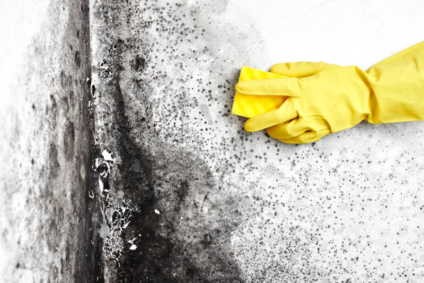 Best Local Mold Removal Service  in Prince George, VA
