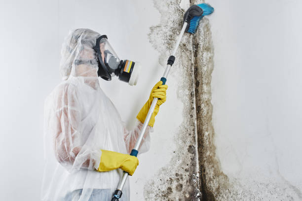 Best Mold Cleaning Services  in Prince George, VA