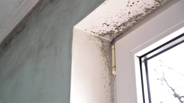 Best Mold Removal and Inspection  in Prince George, VA