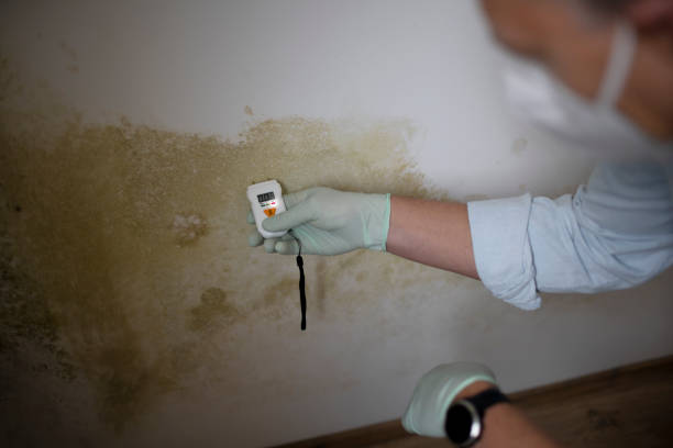 Best Fast Mold Removal  in Prince George, VA
