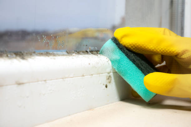 Attic Mold Removal in Prince George, VA