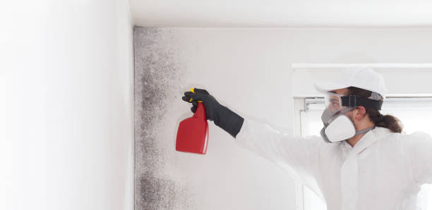 Best Mold Removal Specialists  in Prince George, VA