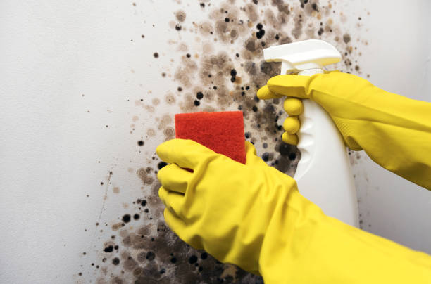 Best Fast Mold Removal  in Prince George, VA