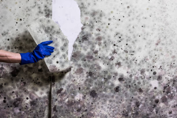 Best Residential Mold Removal  in Prince George, VA